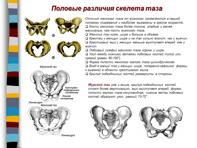 Половые различия скелета таза Отличия женского таза от мужского проявляются в период полового созревания